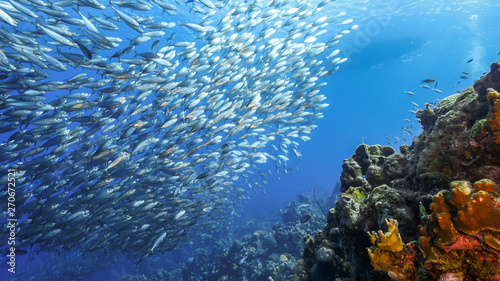 Bait ball in coral reef of Caribbean Sea around Curacao