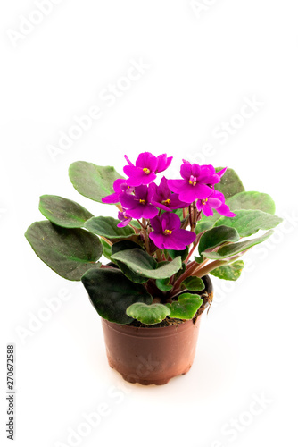 purple violet in flower pots