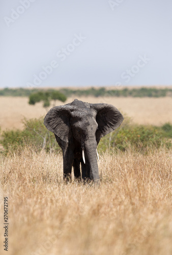 African elephants grazing at Masai Mara, Kenya