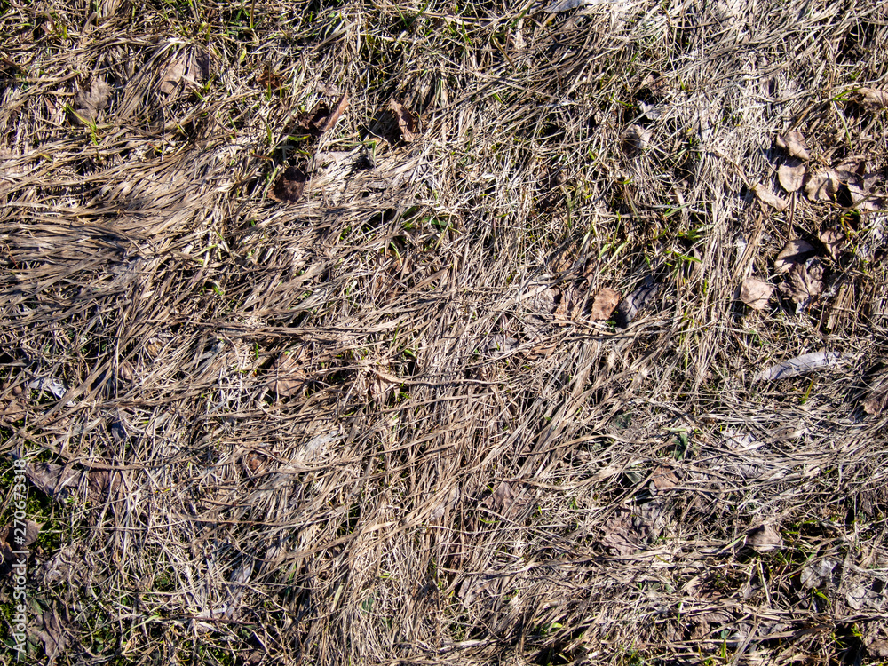 natural plant texture from dry gray grass in a field natural plant texture from dry gray grass in a field
