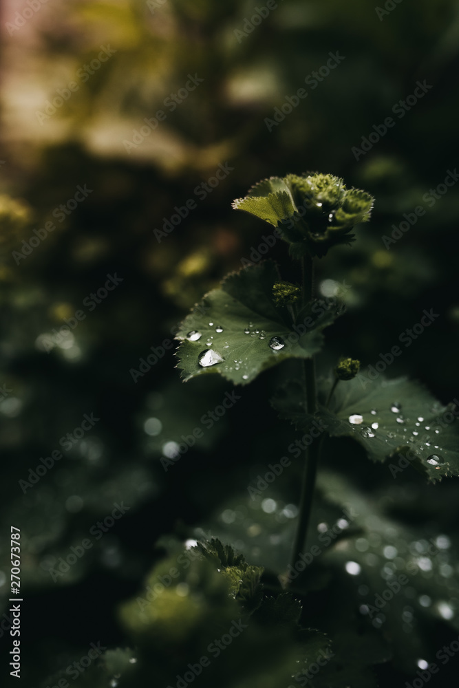 Close up of raindrops on leaves Close up of raindrops on leaves