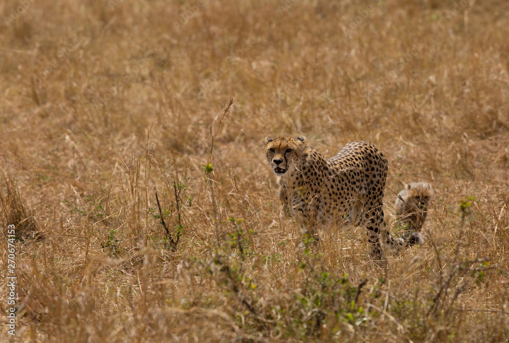 Naklejka premium Maliaka cheetah walking in Savannah grasses with her cubs, Masai Mara, Kenya