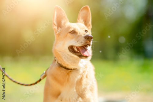 Photo of ginger small dog with its mouth open with leash around her neck sitting on green lawn with yellow flowers