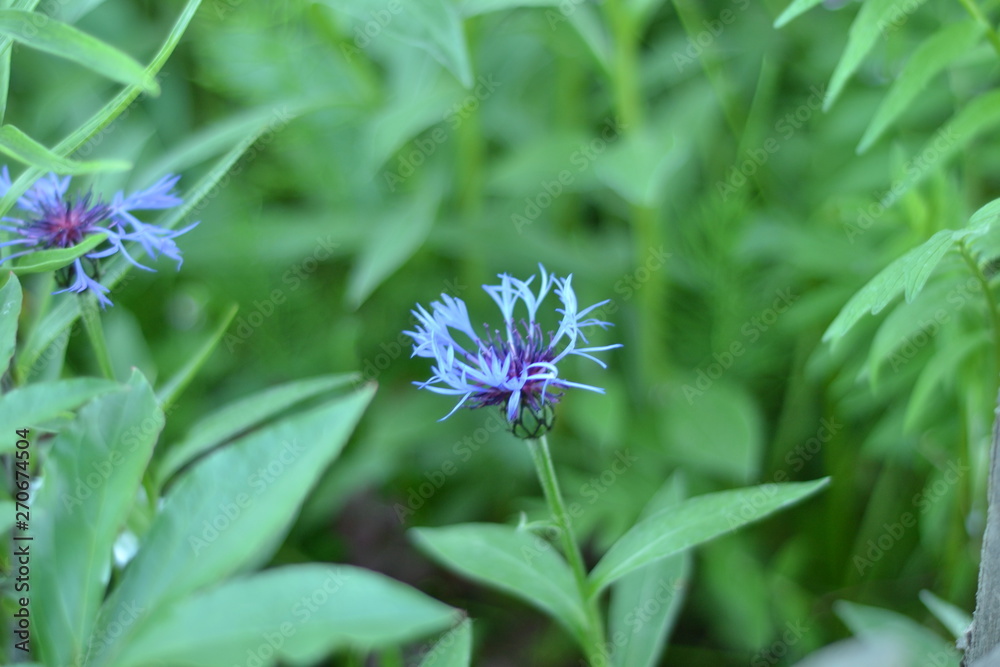 flower, nature, purple, plant, green, summer, garden, pink, flora, flowers, spring, blossom, macro, bloom, wild, cornflower, beauty, color, leaf, floral, close up, grass, lovely flower, nature, purple, plant, green, summer, garden, pink, flora, flowers, spring, blossom, macro, bloom, wild, cornflower, beauty, color, leaf, floral, close up, grass, lovely