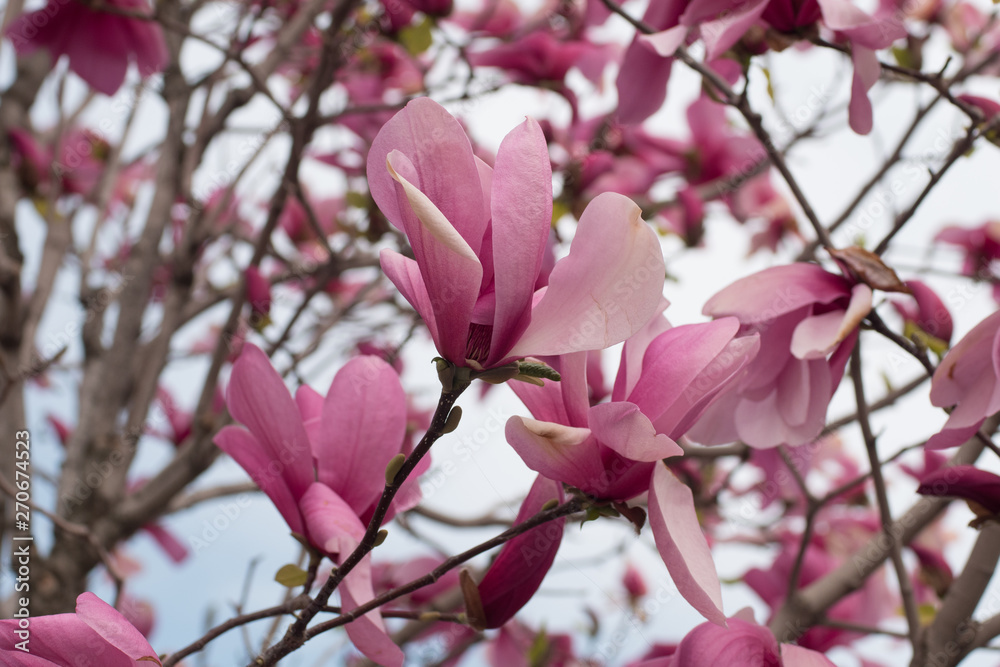 Close up of magnolia tree with pink flowers against sky	