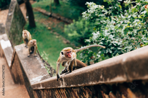 Foto Small Monkeys Sitting On a Ledge in Sri Lanka