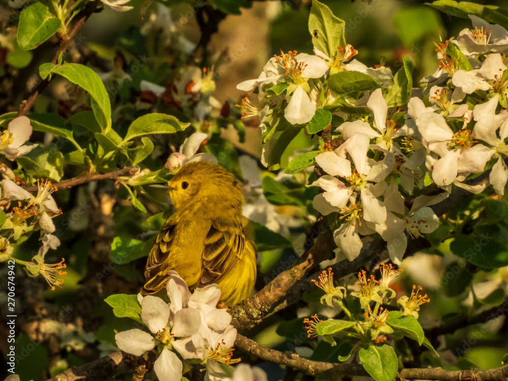 Obraz premium YELLOW WARBLER