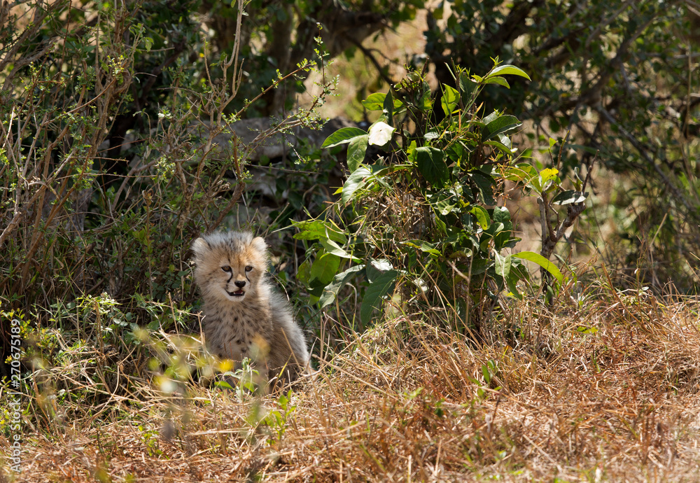Naklejka premium Cub of Malaika cheetah in the bushes at Masai Mara, Kenya