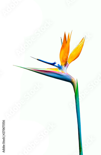 brightly colored bird of paradise flower cutout isolated on a white background © Kort Feyerabend
