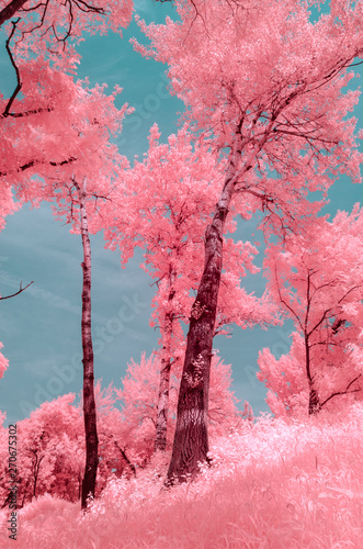 Canvas Print Scenic view of trees during summer