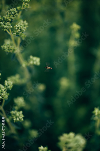 Detail of wasp on the plants photo