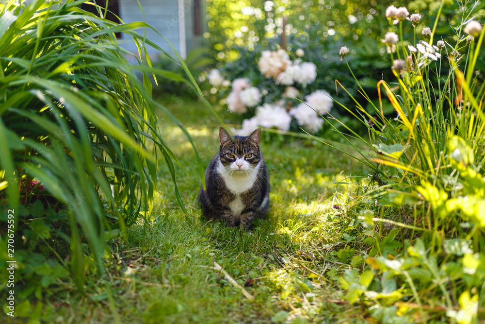 Fototapeta premium Brown domestic cat with a white collar hunts in the summer garden in the evening in the sun among the fresh green grass