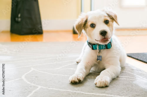 Cute puppy
