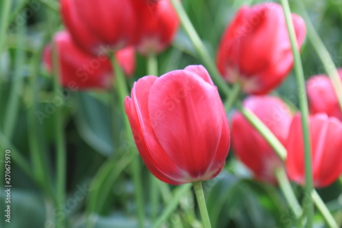 Red spring beautiful tulip on a background of beautiful tulips