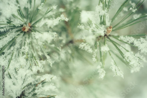 Close up of pine tree branch in the snow. Winter nature background. Soft selective focus. Vintage toned photo.