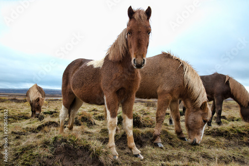horses at Iceland