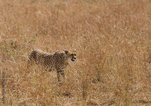 Malaika Cheetahin Savannah, Masai Mara, Kenya