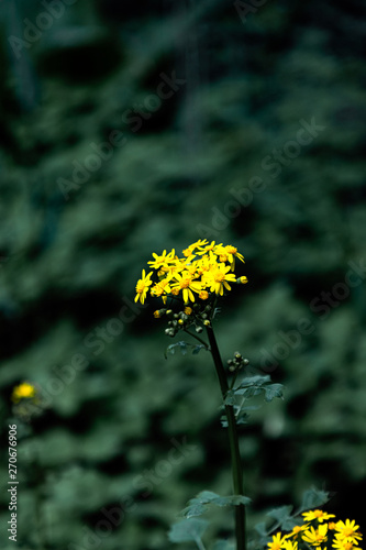 yellow flower