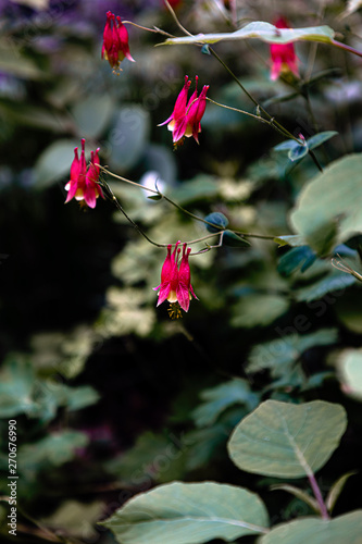 red flower