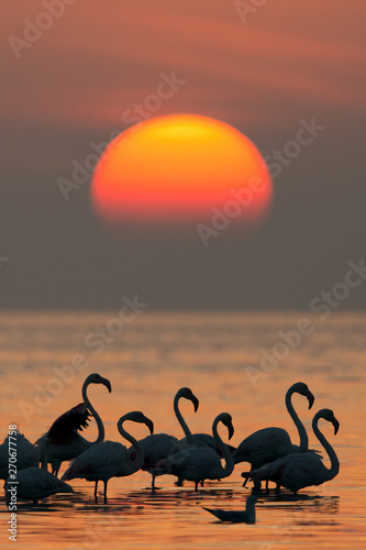 Greater Flamingos during sunrise at Asker coast  Bahrain