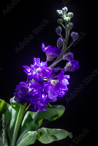 beautiful purple flower on dark background  close-up 