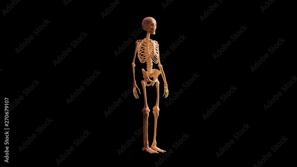 Bone Skeletal System Anatomical Model 3 Quarter Front Right View 3d illustration 3d render Bone Skeletal System Anatomical Model 3 Quarter Front Right View 3d illustration 3d render