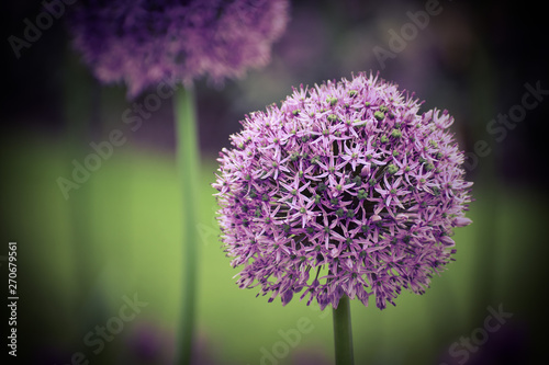 Full bloom allium