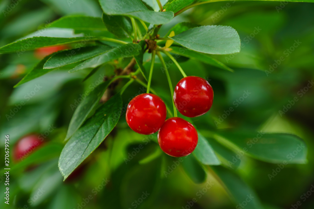 Cherry fruit on the branches-red cherry with cherry tree leaves