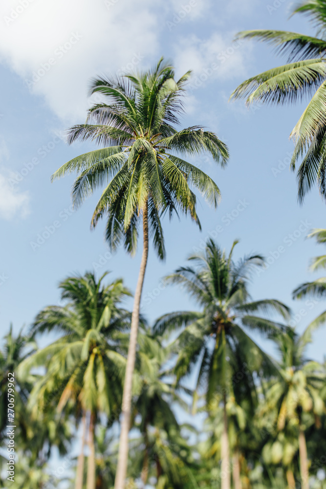 Palm trees in the jungle Palm trees in the jungle