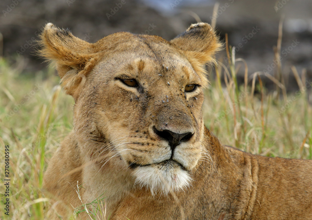 Portrait of a lioness, Masai Mara, Kenya Portrait of a lioness, Masai Mara, Kenya