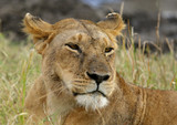 Portrait of a lioness, Masai Mara, Kenya