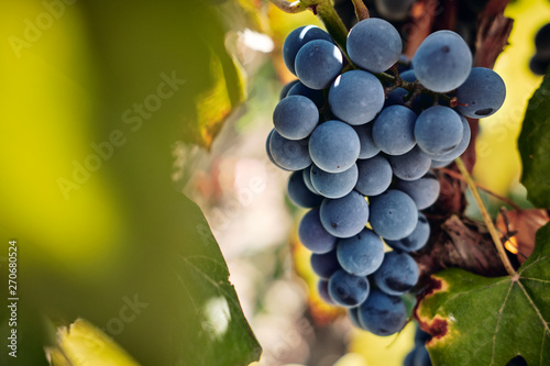 Blue grape harvest photo