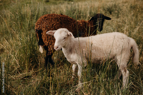 Cute Baby Lambs In Field photo