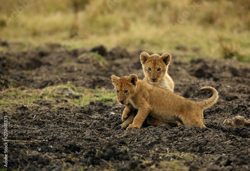 Fototapeta Naklejka Na Ścianę i Meble -  Lion cubs at Masai Mara in the evening hours, Kenya