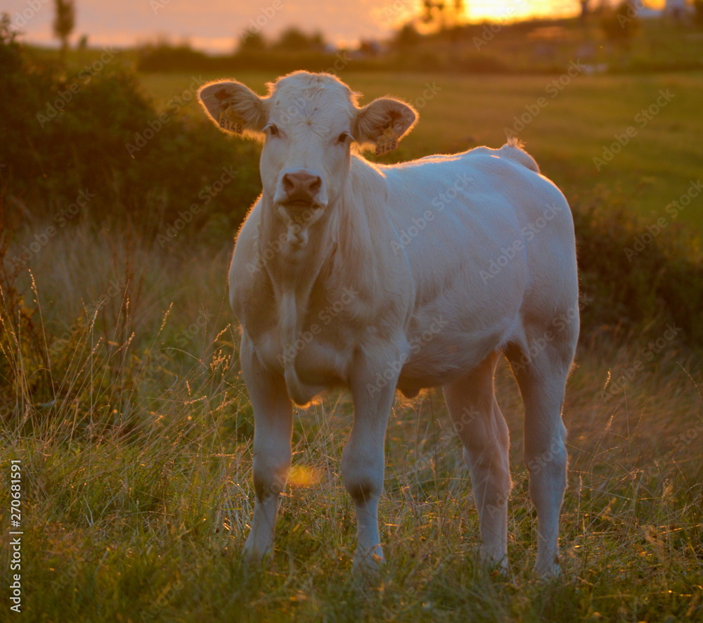 Fototapeta premium A veal in a meadows by the sundown, Cantabrian sea