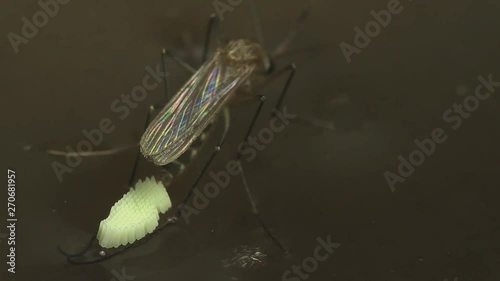 Mosquito laying eggs 1303 10