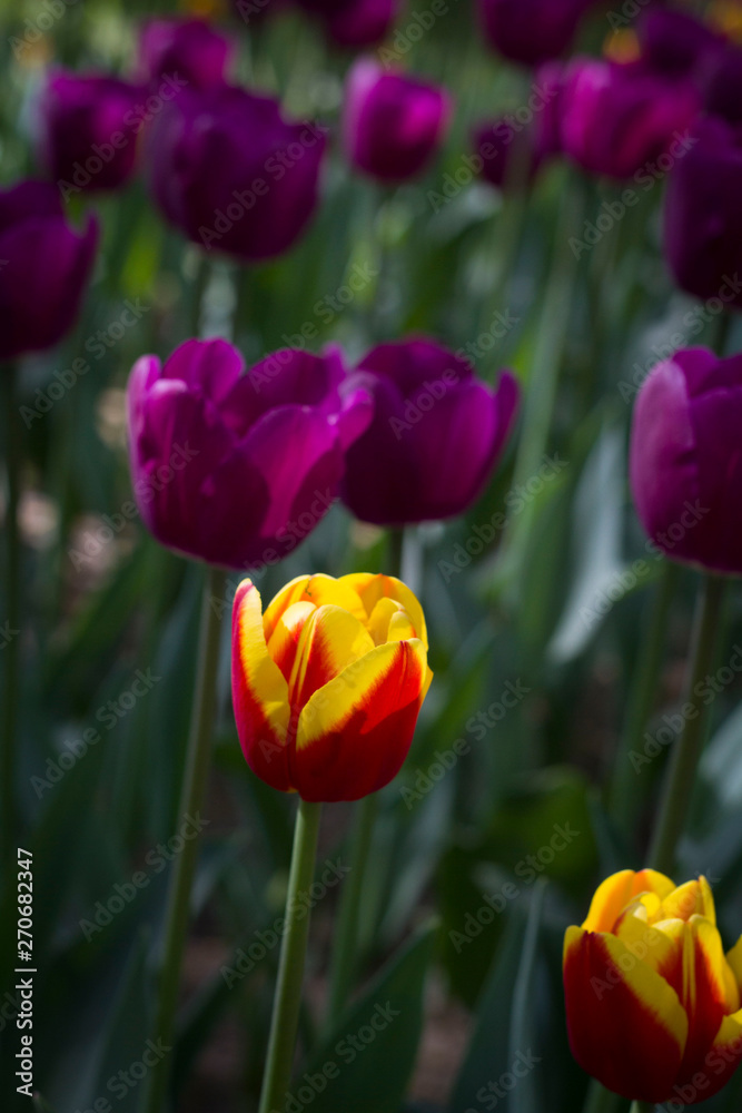 Obraz premium meadow with beautiful tulips in spring illuminated by the sun.