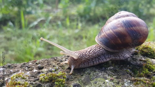 Chiocciola