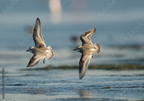 The lesser sand plovers in flight, Bahrain