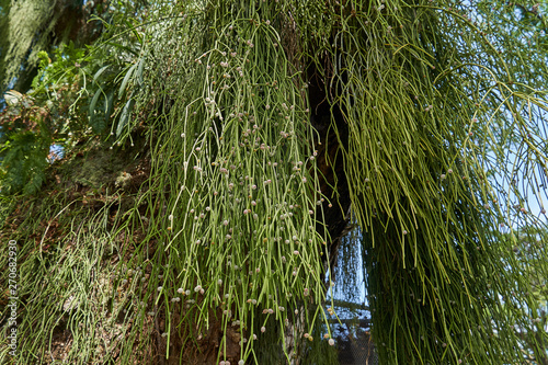 Rhipsalis baccifera (mistletoe cactus) on a large tree in the tropical rain forest of Guyana, South America photo