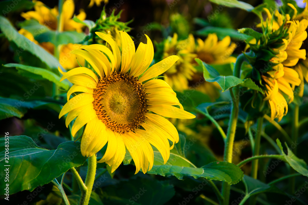 Fototapeta premium Sunflower is blooming to receive sunlight in the morning.