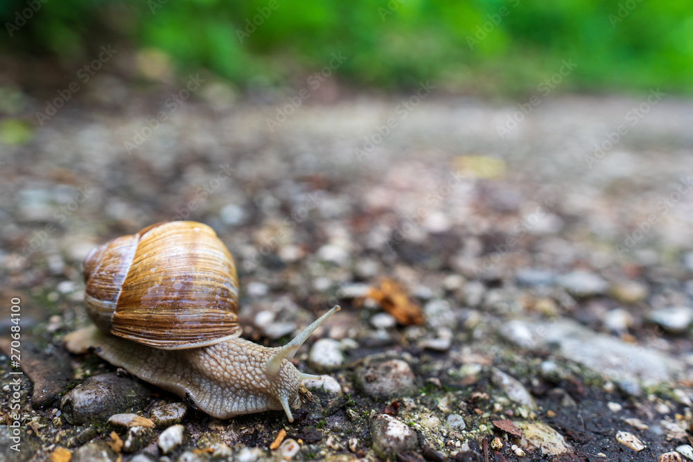 Schnecke mit Schneckenhaus quert Wanderweg Schnecke mit Schneckenhaus quert Wanderweg