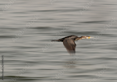 The Great Cormorant flying, a panning effect with slow shutter speed