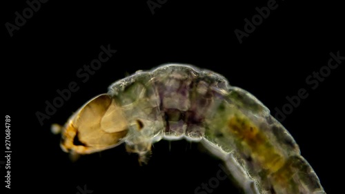 insect larva Chironomidae under the microscope, distributed at the bottom of ponds, are indicators of water, food for fish and used by fishermen, diverse life in colors 4K photo