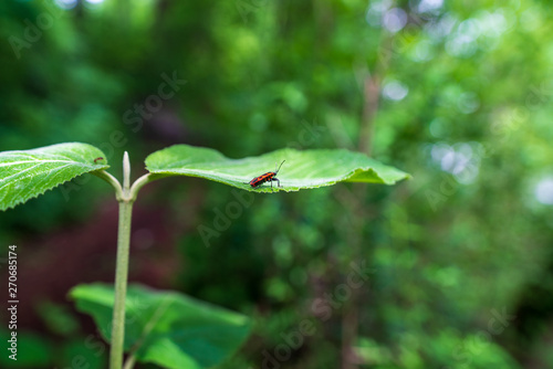 Ein Feuerkäfer auf einem großen grünen Blatt
