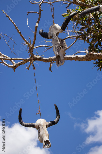 Weathered skulls of cow on branches. Bull skulls hanging on rope . Death and sacrifice concept. Western decoration. Head of dead cows with big horns on tree. Scary Halloween decor. Sculls on blue sky 