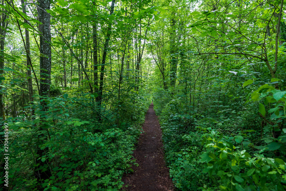 schmaler Treppelweg durch den Wald entlang der Traun in Wels der als Lauf und Wanderweg genutzt wird schmaler Treppelweg durch den Wald entlang der Traun in Wels der als Lauf und Wanderweg genutzt wird