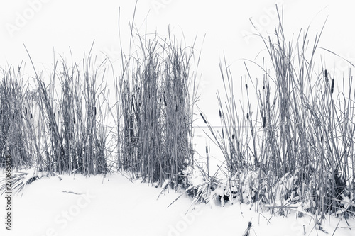 Winter landscape with dry reed