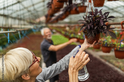 Happy mature woman watering hanging flower pots with spray bottle in plant nursery.