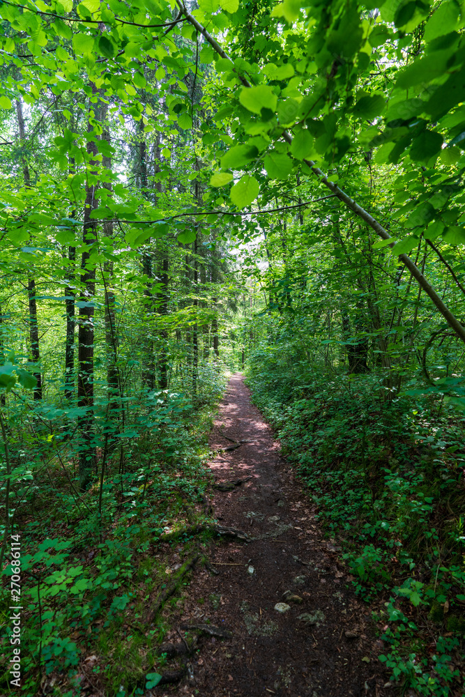 Obraz premium schmaler Treppelweg durch den Wald entlang der Traun in Wels der als Lauf und Wanderweg genutzt wird